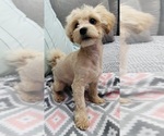Small Maltipoo (Miniature)