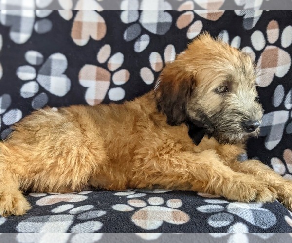 Medium Photo #5 Soft Coated Wheaten Terrier Puppy For Sale in LEOLA, PA, USA