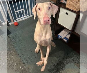 Doberman Pinscher-Unknown Mix Dogs for adoption in Chico, CA, USA