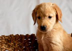 Small Photo #13 Golden Retriever Puppy For Sale in EX SPGS, MO, USA