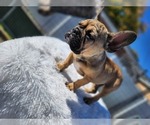 Small Photo #3 French Bulldog Puppy For Sale in EVERGREEN PARK, IL, USA