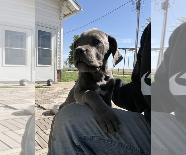 Medium Photo #5 Cane Corso Puppy For Sale in STUART, IA, USA