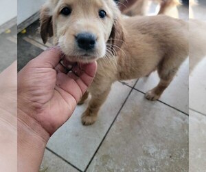 Golden Retriever Puppy for sale in SANTA ANA, CA, USA