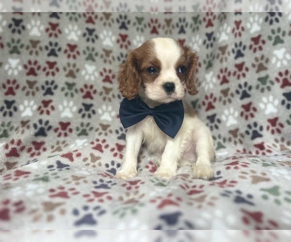 Medium Photo #8 Cavalier King Charles Spaniel Puppy For Sale in LAKELAND, FL, USA