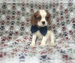 Small #7 Cavalier King Charles Spaniel
