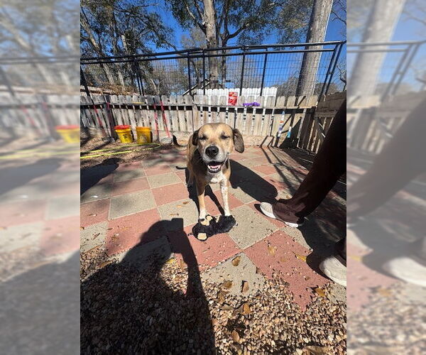 Medium Photo #5 Mutt Puppy For Sale in Houston, TX, USA