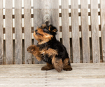 Small #9 Yorkshire Terrier