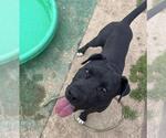 Small #4 American Pit Bull Terrier Mix