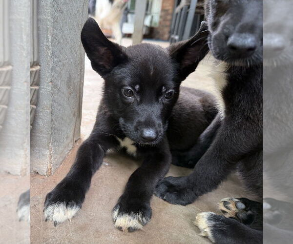 Medium Photo #3 Labrador Retriever-Unknown Mix Puppy For Sale in OKLAHOMA CITY, OK, USA