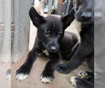 Small #2 Labrador Retriever Mix