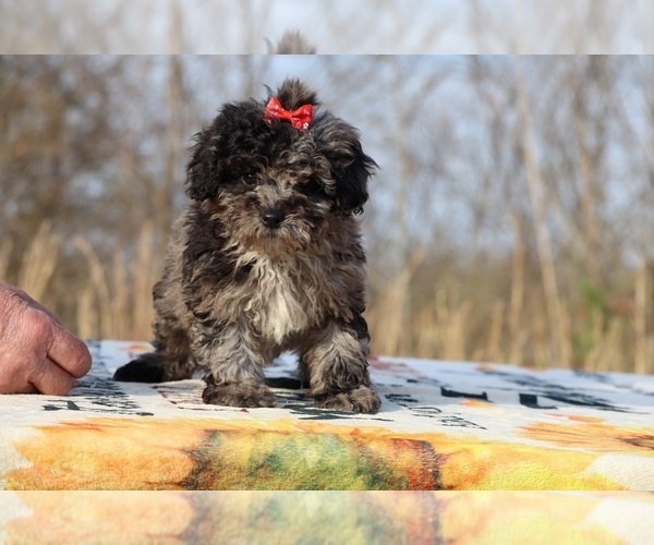 Medium Photo #17 ShihPoo Puppy For Sale in DYERSBURG, TN, USA