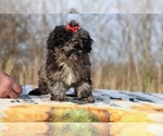 Small #16 ShihPoo