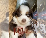 Small Photo #1 Australian Shepherd Puppy For Sale in BUFFALO, TX, USA