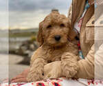 Puppy 12 Goldendoodle