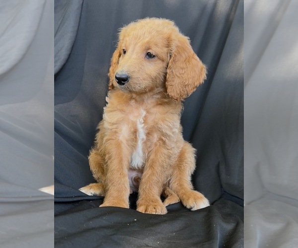 Medium Photo #4 Cavapoo-Goldendoodle Mix Puppy For Sale in KALAMAZOO, MI, USA