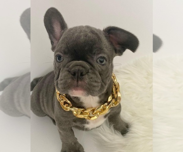 Medium Photo #2 French Bulldog Puppy For Sale in NEW MILFORD, CT, USA