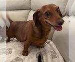 Small #3 Dachshund