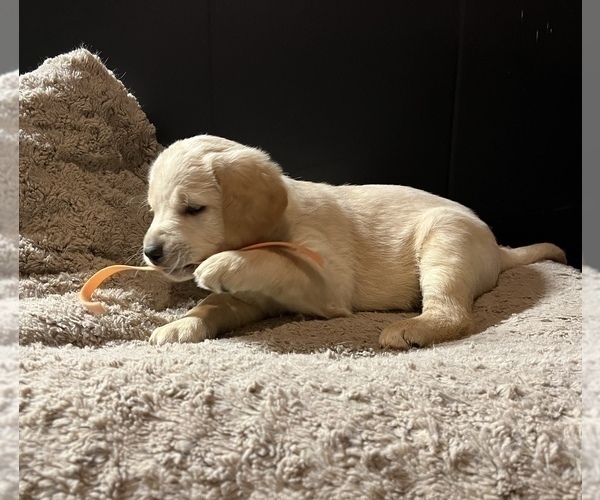 Medium Photo #7 Labradoodle Puppy For Sale in COBB, WI, USA