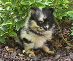 Small Photo #5 Pomeranian Puppy For Sale in DINWIDDIE, VA, USA