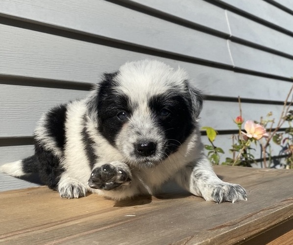 Medium Photo #31 Australian Cattle Dog Puppy For Sale in SMITHS CREEK, MI, USA