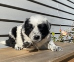 Mickey - Female Australian Cattle Dog Puppy for Sale - Photo #31