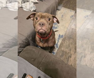 Beatrix - Female American Staffordshire Terrier Dog for Adoption - Photo #5