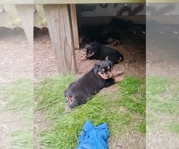 Medium Photo #3 Rottweiler Puppy For Sale in FREDERICKSBURG, IN, USA