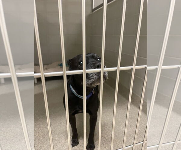 Medium Photo #1 Labrador Retriever-Unknown Mix Puppy For Sale in Virginia Beach, VA, USA