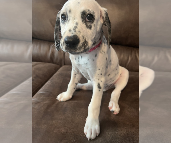 Medium Photo #1 Dalmatian Puppy For Sale in FRISCO, TX, USA