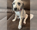 Small Photo #1 Dalmatian Puppy For Sale in FRISCO, TX, USA