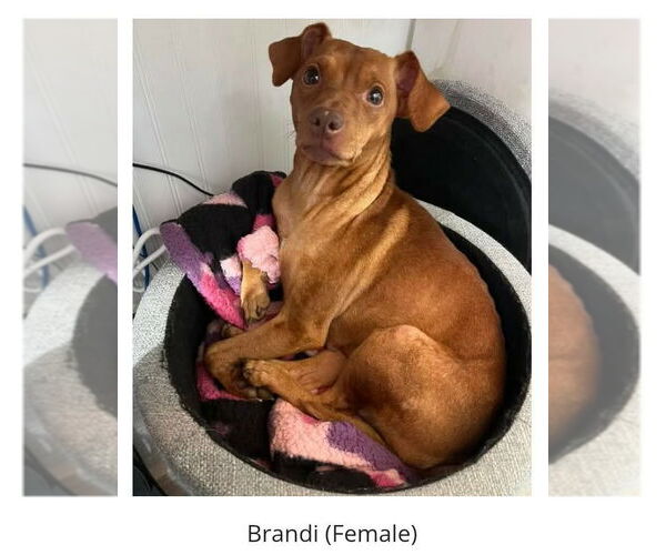 Medium Photo #3 Miniature Pinscher-Unknown Mix Puppy For Sale in Oakhurst, NJ, USA