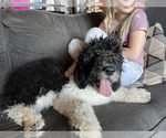 Small Photo #15 Saint Berdoodle Puppy For Sale in CONNEAUT, OH, USA