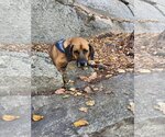 Small #2 German Shepherd Dog-Redbone Coonhound Mix