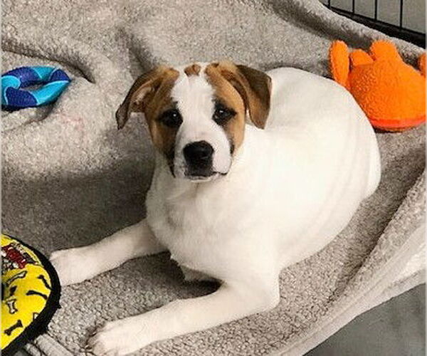 Medium Photo #3 Boxador Puppy For Sale in Genesee, WI, USA