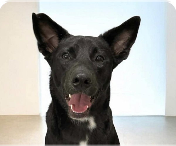 Medium Photo #1 Mutt Puppy For Sale in San Ramon, CA, USA