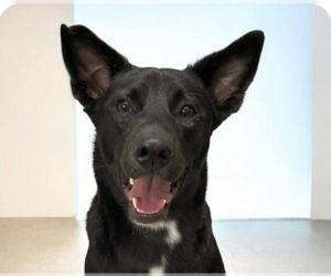 Mutt Dogs for adoption in San Ramon, CA, USA