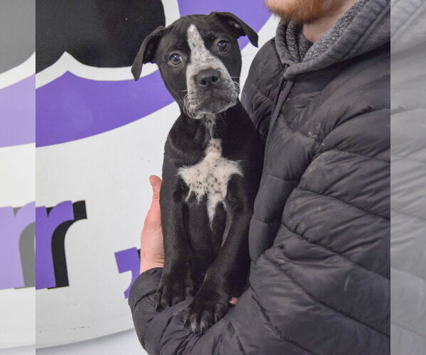 Medium Photo #4 American Staffordshire Terrier-Boxer Mix Puppy For Sale in Huntley, IL, USA