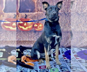 Mutt Dogs for adoption in Lake Elsinore, CA, USA