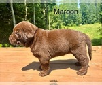 Small Photo #11 Labrador Retriever Puppy For Sale in STANLEY, WI, USA