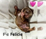 Small #3 Staffordshire Bull Terrier Mix
