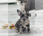 Puppy 5 French Bulldog
