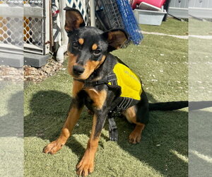 Black Mouth Cur-Rottweiler Mix Dogs for adoption in GILBERTS, IL, USA