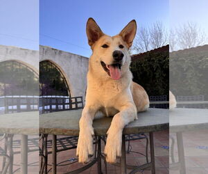 Huskies -Unknown Mix Dogs for adoption in Lake Elsinore, CA, USA