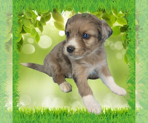 Medium Photo #12 Bernedoodle (Miniature) Puppy For Sale in BLACK FOREST, CO, USA