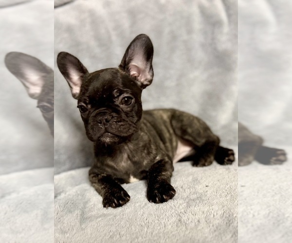 Medium Photo #1 French Bulldog Puppy For Sale in NAPLES, FL, USA