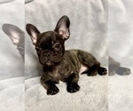 Small French Bulldog