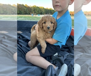 Goldendoodle (Miniature) Puppy for sale in WENTZVILLE, MO, USA