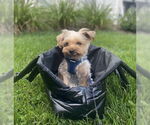 Small Photo #2 Mutt Puppy For Sale in Allentown,, PA, USA