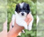 Small Papillon Mix