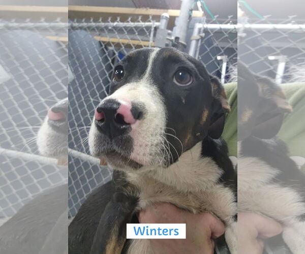 Medium Photo #1 Mutt Puppy For Sale in Pottstown, PA, USA